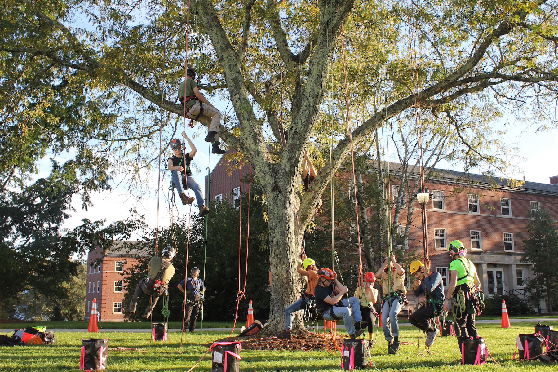 arboriculture class hanging in tree in UConn Department of Natural Resources and the Environment