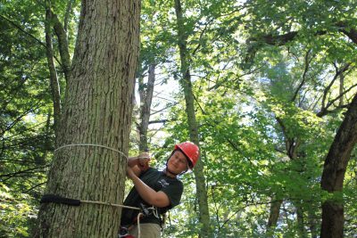 woman in tree in uconn forest wearing a hard hat