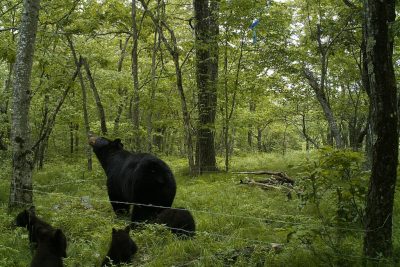 black bear and three cubs in the woods at UConn
