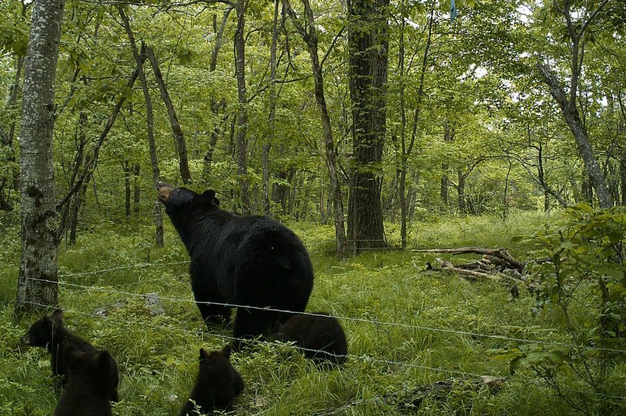 black bear and three cubs in the woods at UConn