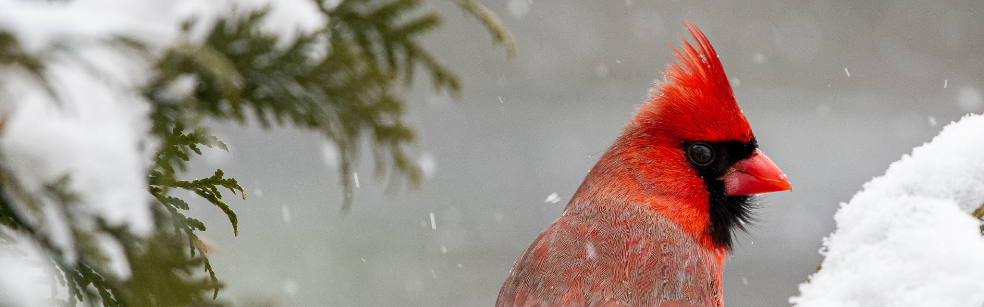 cardinal in a snow covered tree