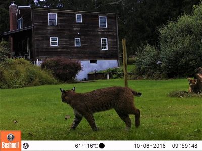 bobcat in a Connecticut backyard
