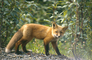 juvenile red fox
