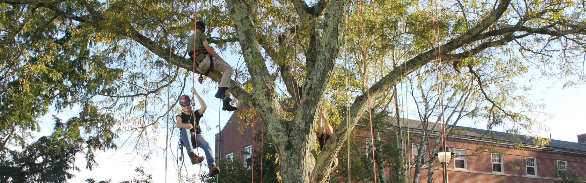 arboriculture students at UConn sitting in tree and practicing with ropes