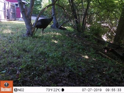 turkey in a backyard in Connecticut