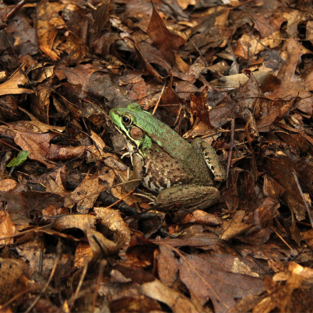 frog in some leaves