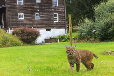 bobcat in front of a house in Connecticut