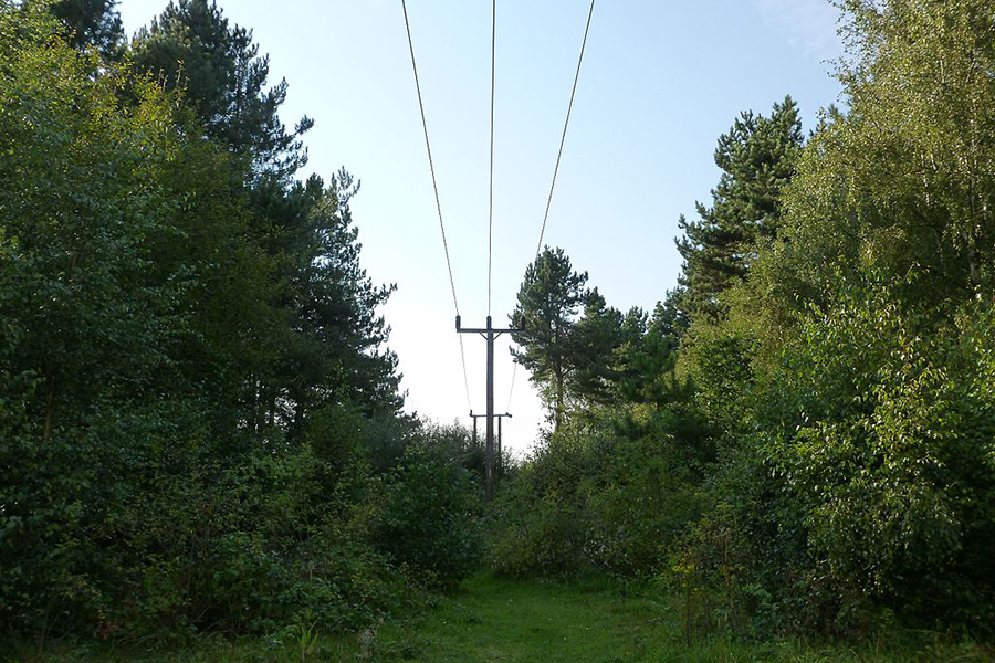 powerlines in the woods